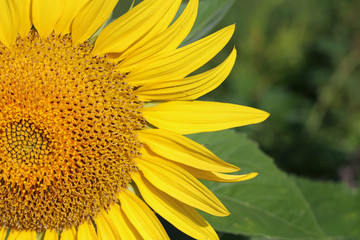 Beautiful bright colored sunflowers and green plants