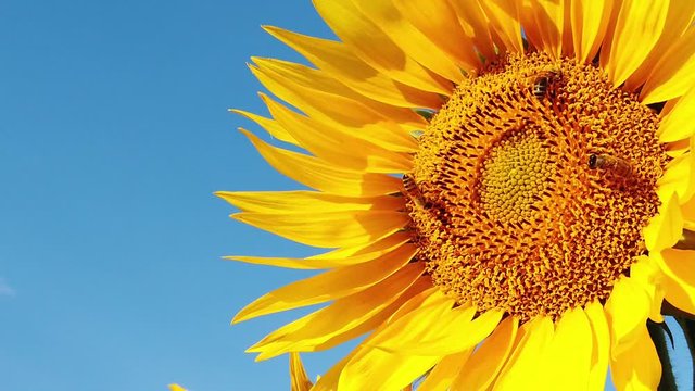 Abeilles butinants dans un champs de tournesols en slow motion 