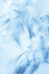 Beautiful abstract texture close up color white purple and blue feathers background and wallpaper