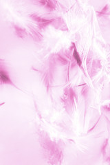 Fototapeta premium Beautiful abstract texture close up color white purple and pink feathers background and wallpaper