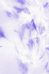 Beautiful abstract close up color white pink and purple feathers background and wallpaper