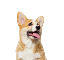 cute puppy looks sideways, welsh corgi breed