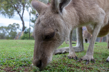 cute Kangaroo Baby is eating gras - closeup, queensland, australia