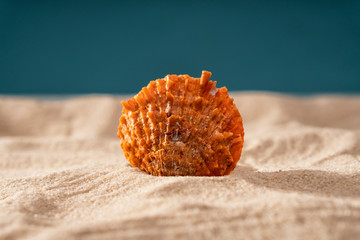 Natural Seashell, safe housing for marine life.