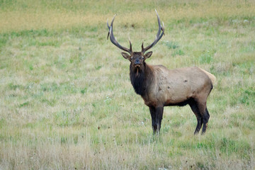 Bull elk smelling the air and looking at photographer 
