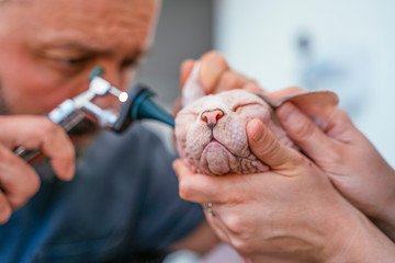 Prevent infection and illness to your pet with annual health inspection.