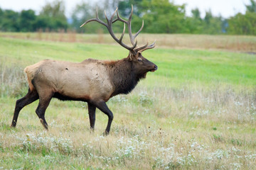 Bull Elk or wapiti in open meadow