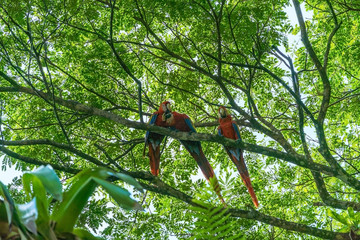 Scarlet Macaw (Ara macao) taken in Costa Rica © Chris