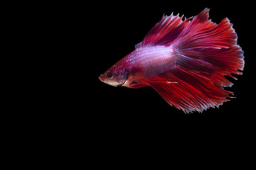 Fototapeta premium Isolated Double fan tail Betta