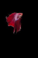 Isolated Double fan tail Betta