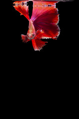 Isolated Double fan tail Betta