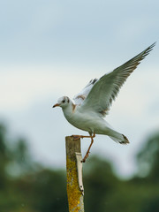 Black-headed gull (Chroicocephalus ridibundus)