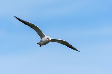 Black-headed gull (Chroicocephalus ridibundus)