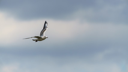 Black-headed gull (Chroicocephalus ridibundus)