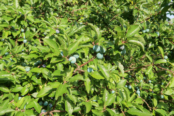 Blackthorn bush (Prunus spinosa) with unripe fruit in summer
