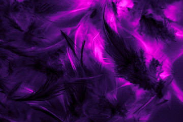 Beautiful abstract texture close up color black purple and pink feathers background and wallpaper