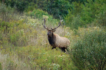 Bull elk walking at of the woods at dusk to go feed in grassy fields 