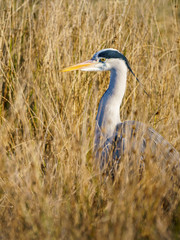 Grey Heron (Ardea cinerea), taken in UK