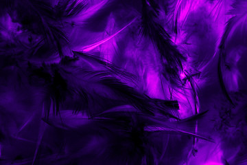 Beautiful abstract texture close up color black purple and pink feathers background and wallpaper