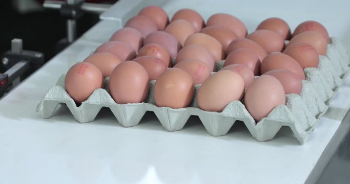 Coding Eggs Date in Carton at Conveyor Belt