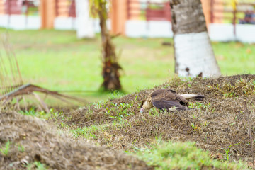 Crested Caracara (Caracara plancus), taken in Costa Rica