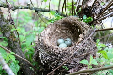 Naklejka na ściany i meble new, birds, life, egg, wild, animal, closeup, brown, nest, tree, nature, natural, green, wildlife, bird, leaves, spring, young, forest, small, sunlight, nestling, hungry, summer, bright, beak, baby, 