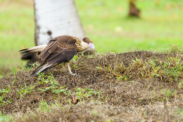 Crested Caracara (Caracara plancus), taken in Costa Rica