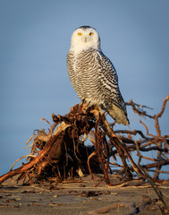 portrait of a snowy owl along the shores of lake Erie, bird of prey resting of driftwood