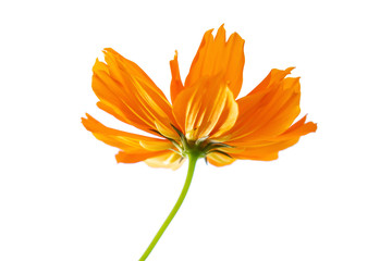 Selective focus orange flower isolated on a white background. File contains with clipping path So easy to work.