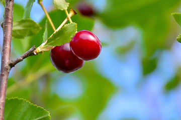 two red cherries on a branch.