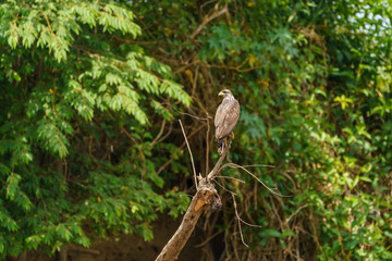 Common Black Hawk (Buteogallus anthracinus), taken in Costa Rica