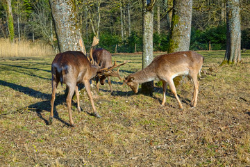 Three deer fight for the ranking. (Fallow deer)