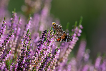 Schmetterling im Heidekraut