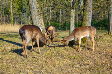 Three deer fight for the ranking. (Fallow deer)