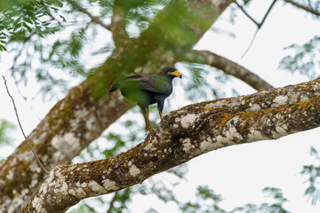 Common Black Hawk (Buteogallus anthracinus), taken in Costa Rica