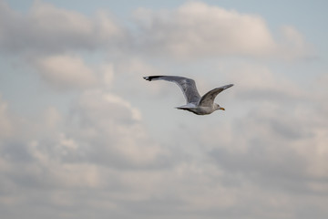 Fliegende Möwe