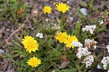 yellow and white wildflowers