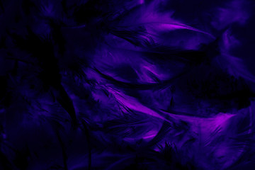 Beautiful abstract texture close up color black purple and pink feathers background and wallpaper