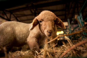 The baby sheep watches in the camera while it is in a stable on an animal farm.