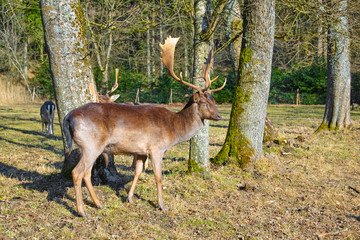 Naklejka na ściany i meble Imposing deer basks in the forest clearing, (fallow deer)