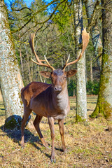 Imposing deer basks in the forest clearing, (fallow deer)