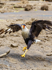 Crested Caracara (Caracara plancus), taken in Costa Rica