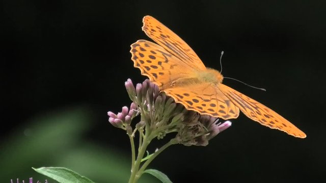 argynnis paphia maschio su cavolaccio