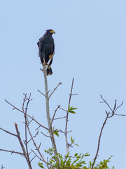Common Black Hawk (Buteogallus anthracinus), taken in Costa Rica