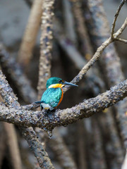 American pygmy Kingfisher (Chloroceryle aenea)