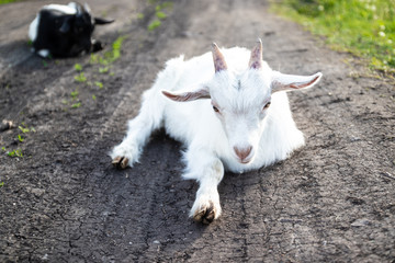 Obraz premium Newborn white baby goat lying in grass