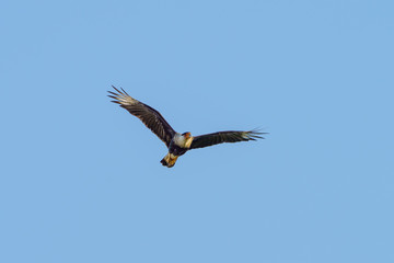 Crested Caracara (Caracara plancus), taken in Costa Rica