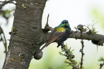 bronzy or bronze sunbird (Nectarinia kilimensis) perched on branch, Naivasha, Kenya