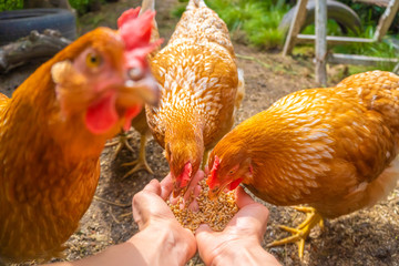 Hens eating from hands, POV image - hen party - feeding domestic chickens