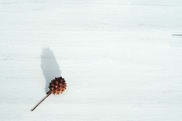 pinecone on white wooden board background with copy space for typing text